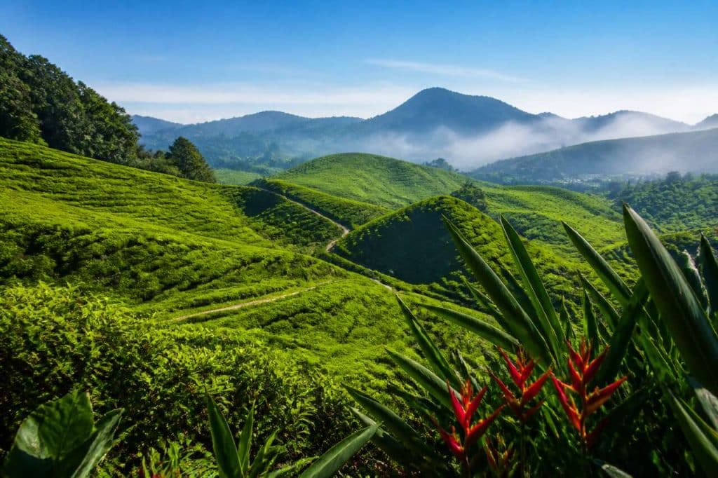Visiter les Cameron Highlands à Pahang : incontournable en Malaisie