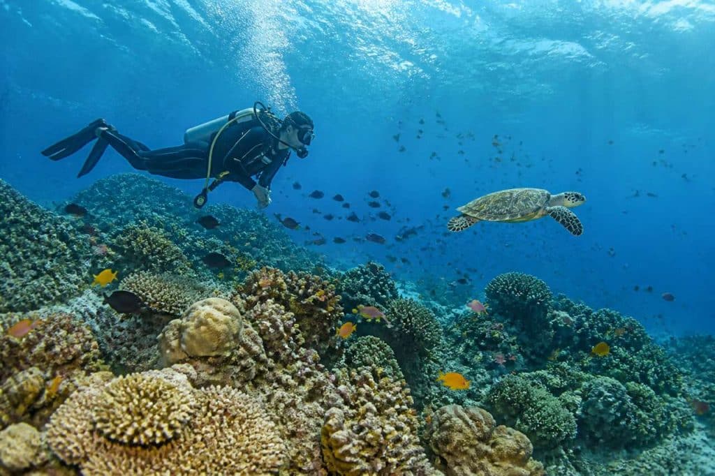 Plongée sous-marine à Tanjong Jara en Malaisie : une expérience unique