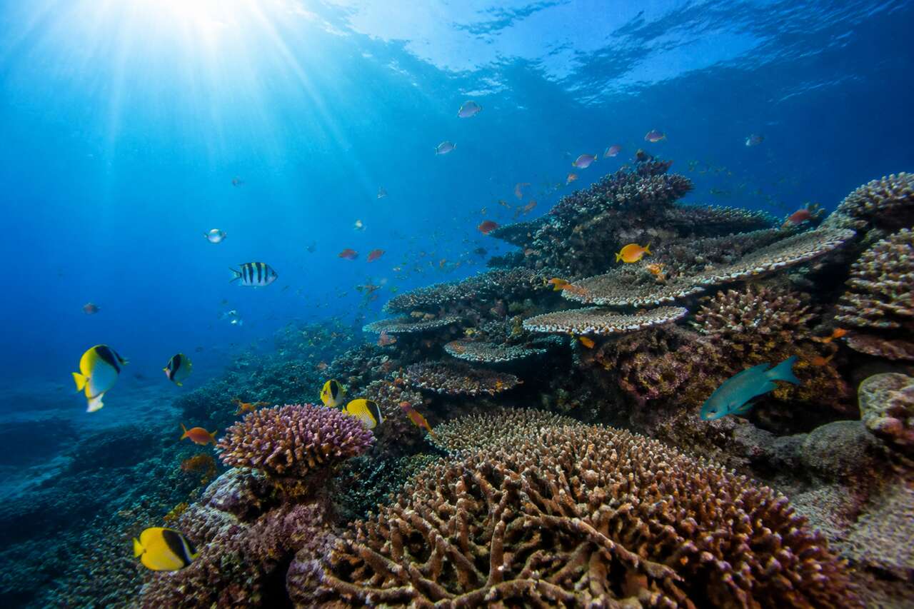 La splendeur sous-marine de tanjong jara La splendeur sous-marine de tanjong jara