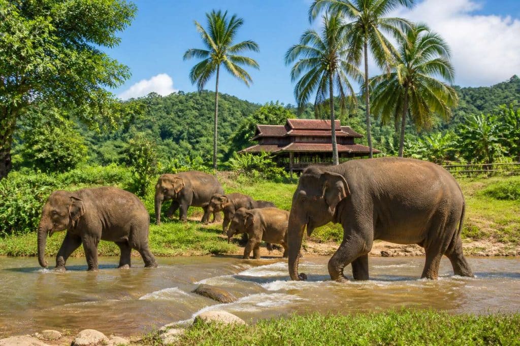 Kuala Lumpur : sanctuaire d'éléphants et séjour à la ferme