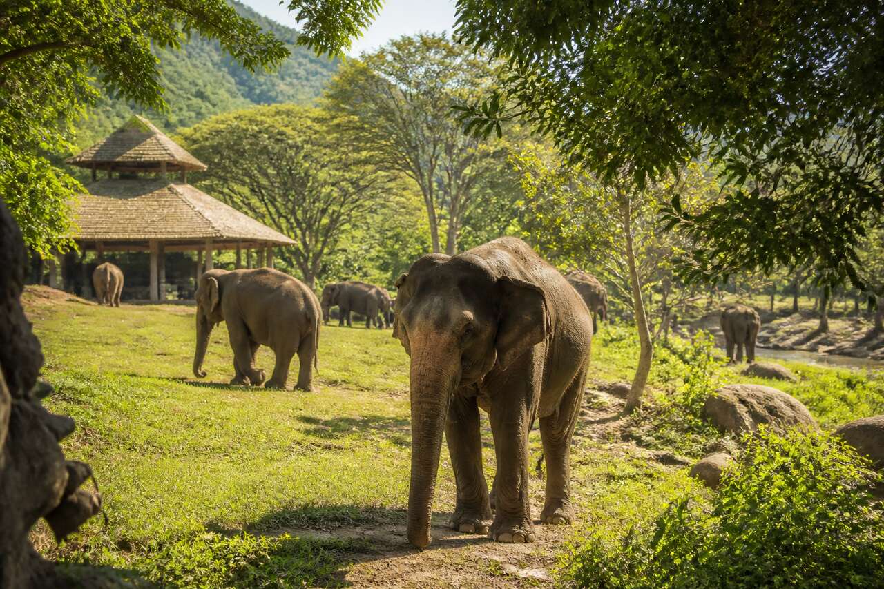 Exp&eacute;rience inoubliable au contact des &eacute;l&eacute;phants