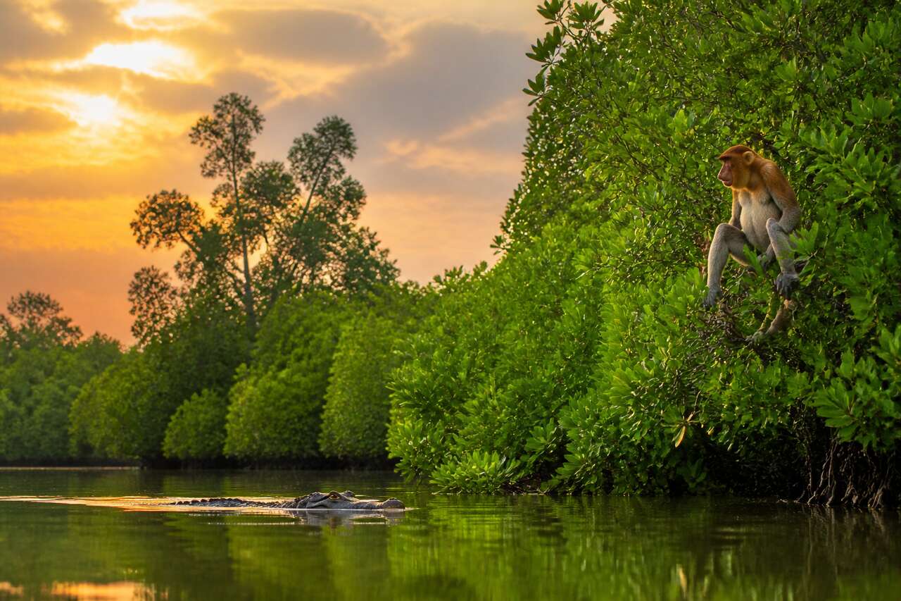 Introduction au parc national de kuching wetlands
