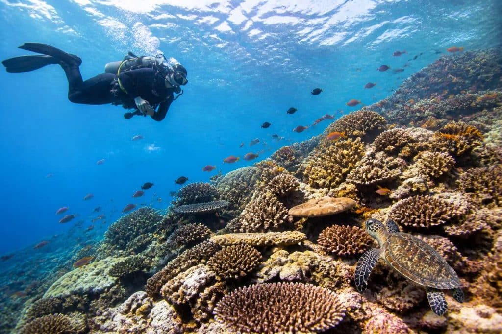 L'île de Sipadan : l'un des meilleurs sites de plongée au monde