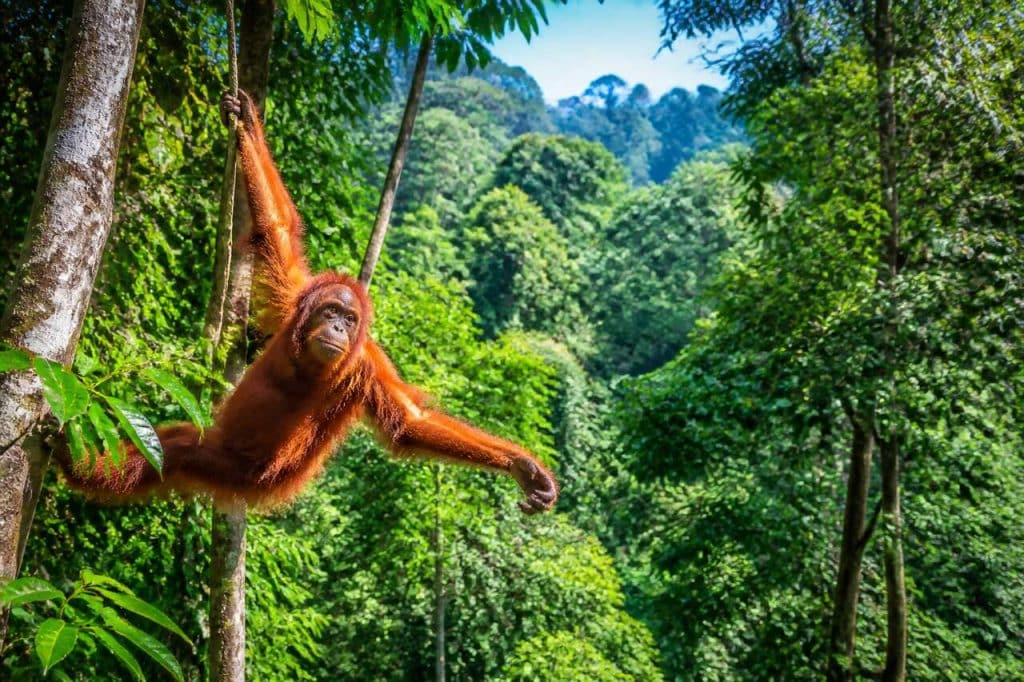 Semengoh : guide pour visiter le centre de réhabilitation des orangs-outans en Malaisie