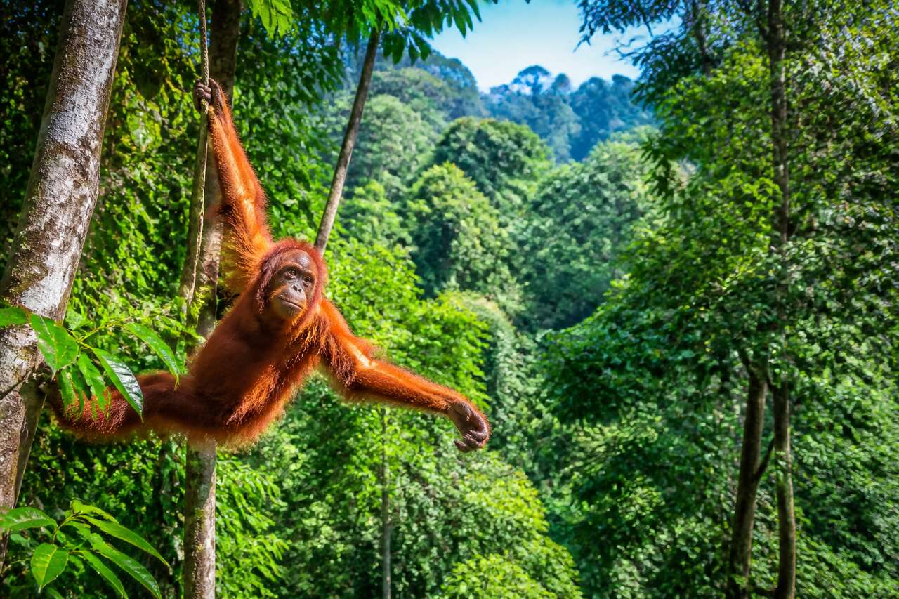 Semengoh : guide pour visiter le centre de réhabilitation des orangs-outans en Malaisie
