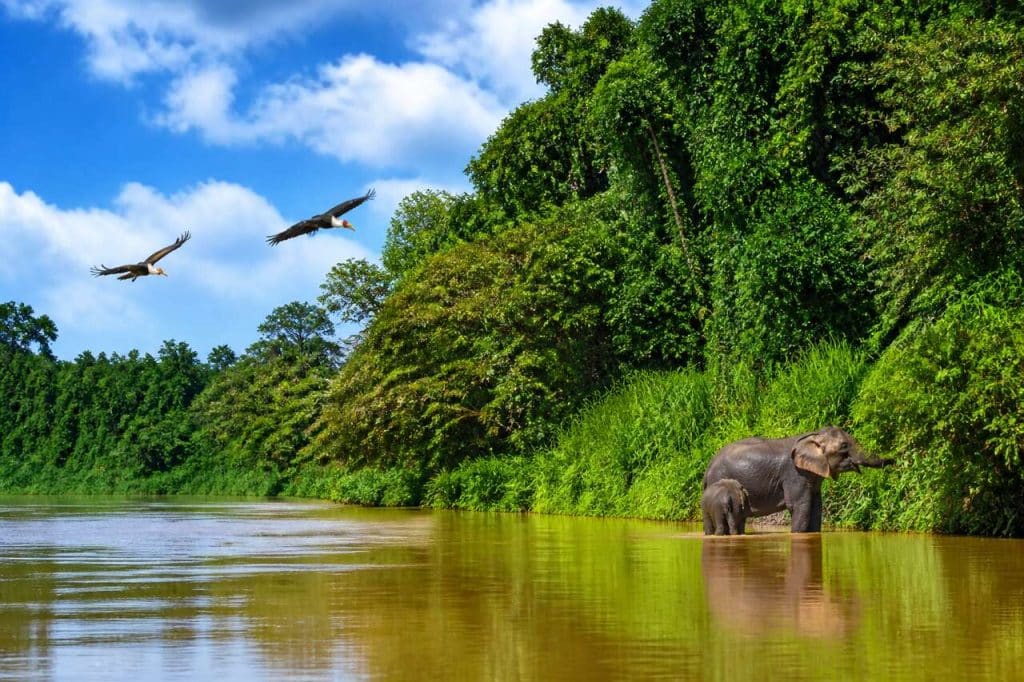 La rivière Kinabatangan en Malaisie : guide complet pour explorer ce joyau de Bornéo