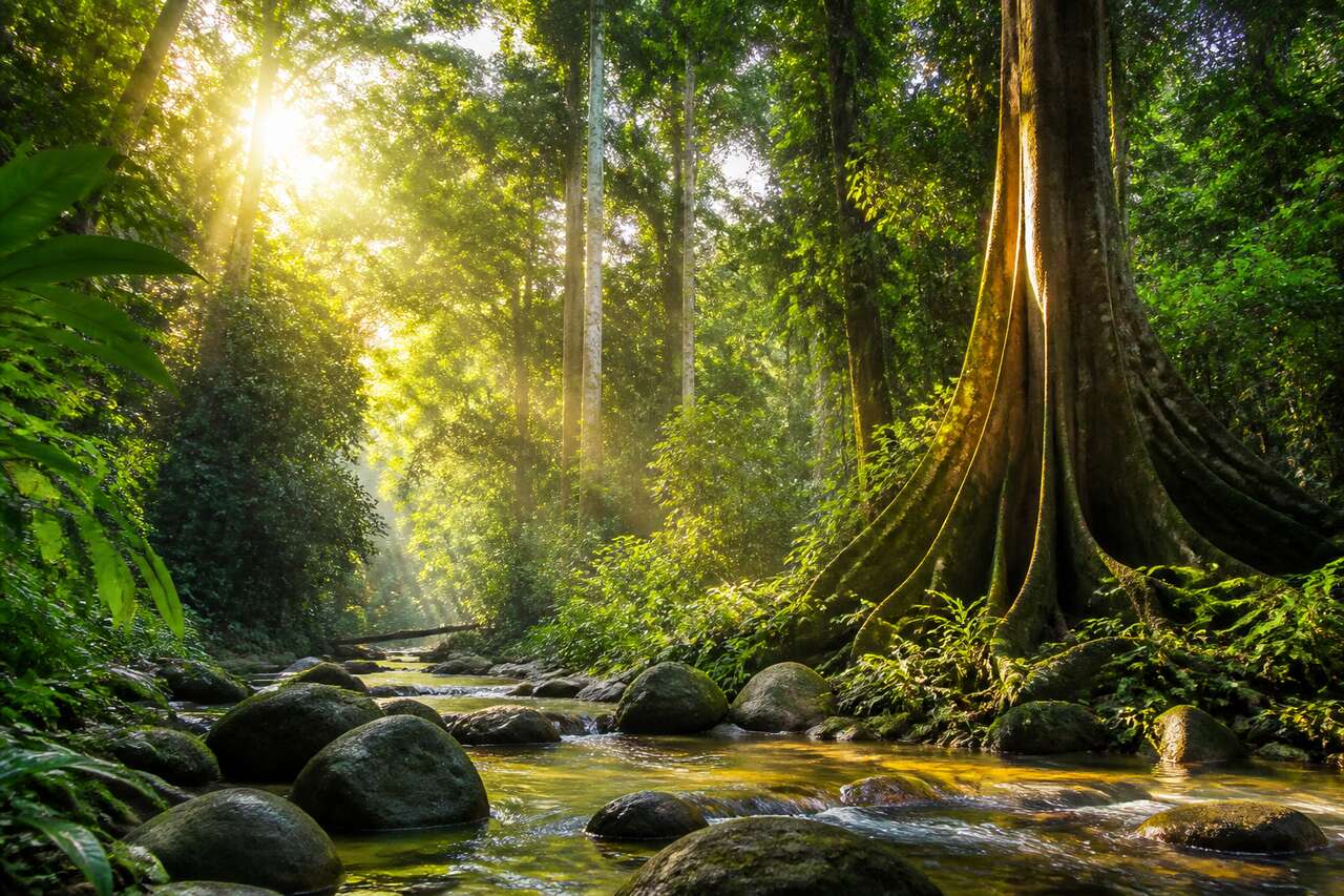 Parc national Taman Negara : guide pour visiter la plus ancienne forêt de Malaisie